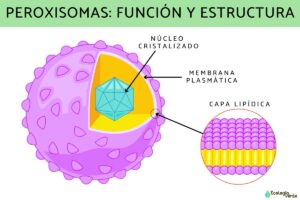 Peroxysomes : fonction et structure