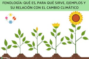 Phénologie: qu’est-ce que c’est, à quoi ça sert, exemples et sa relation avec le changement climatique