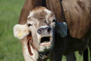 Pourquoi les vaches émettent-elles autant de méthane ? Cela dépend des « rots »