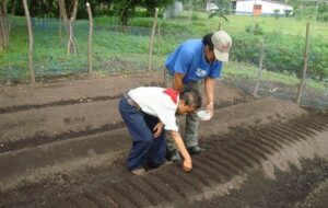 Préparer le terrain pour planter des légumes