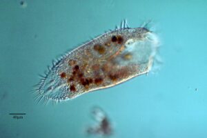 Protozoaires : qu’est-ce qu’ils sont, caractéristiques, types et exemples