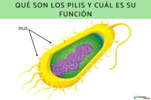 Que sont les pili et quelle est leur fonction ?