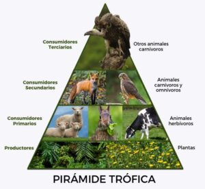 Que sont les pyramides écologiques et leurs types