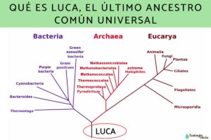 Qu’est-ce que LUCA, le dernier ancêtre commun universel