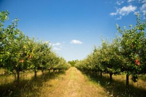 Qu’est-ce que l’agriculture biologique