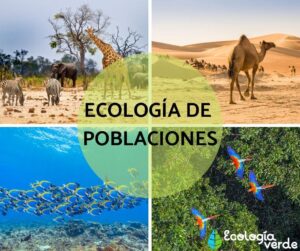 Qu’est-ce que l’écologie des populations ou la démoécologie ?