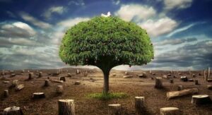 Qu’est-ce que l’écologie sociale ?