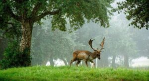 Qu’est-ce que l’équilibre écologique ?