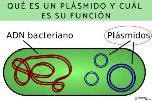 Qu’est-ce qu’un plasmide et quelle est sa fonction ?