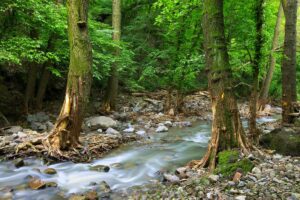 Qu’est-ce qu’un ruisseau et comment se forme-t-il ?