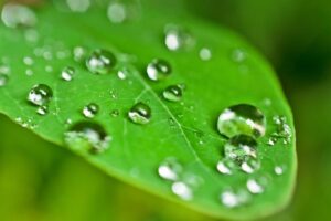 Rosée: qu’est-ce que c’est et comment elle est produite