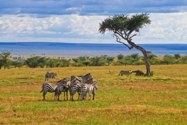Savane : caractéristiques, flore et faune - Localisation et climat des savanes
