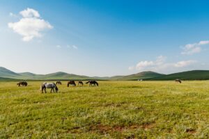 Steppe eurasienne: qu’est-ce que c’est, caractéristiques, flore et faune