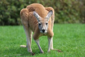 The 250kg giants who defied gravity: the truth about prehistoric kangaroos leaping