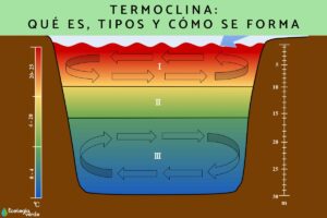 Thermocline: qu’est-ce que c’est, types et comment elle se forme
