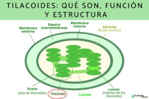 Thylakoïdes : qu’est-ce qu’ils sont, fonction et structure