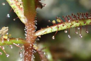 Trichomes : qu’est-ce que c’est, fonction et types