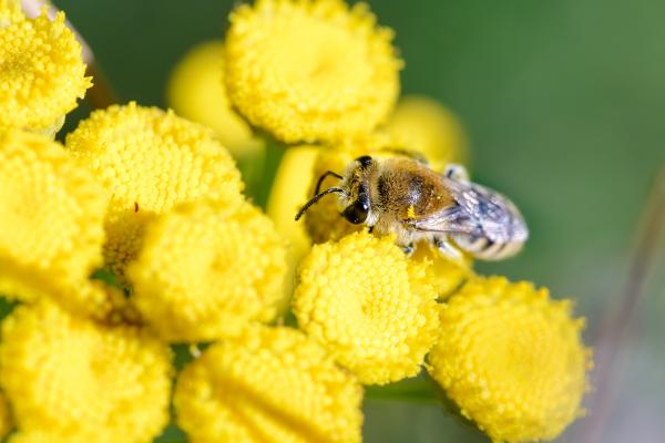 Types of bees - Bees of the family Colletidae