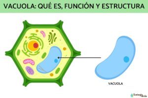 Vacuole: qu’est-ce que c’est, fonction et structure
