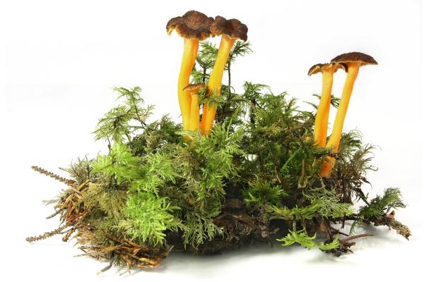 Yellow trumpet or Cantharellus lutescens - What is the yellow trumpet and how is it classified?
