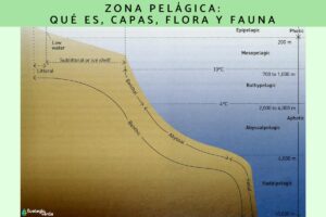 Zone pélagique: qu’est-ce que c’est, couches, flore et faune