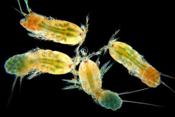 Zooplankton: what it is and examples - What is zooplankton and where does it live