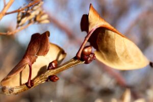 Dormancy: what it is, types and examples in plants and animals