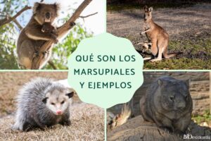 Marsupials: what they are, types, characteristics and examples