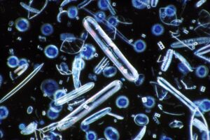 Diatom algae: what they are, characteristics and what they are for