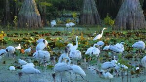 They bought an 18-hectare swamp to avoid real estate development and 19 years later it is a wildlife refuge with 275 storks and other species