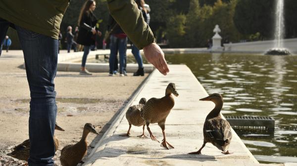 Felipe Morales, biologist: “Giving bread to ducks seems like a good gesture, but it ends up harming them” - The problem continues even after the duck eats the bread