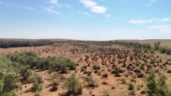 They failed to plant trees in the Sahara, but 500 tortoises achieved what seemed impossible five years later - 500 giant tortoises managed to regenerate arid land in just five years