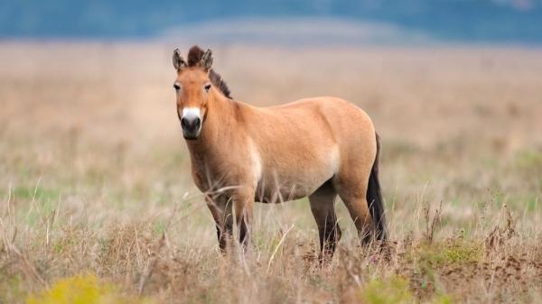 Scientists explain the great paradox of Chernobyl: today it is home to more wildlife than before the accident - Wolves, bears and wild horses: the species that have conquered Chernobyl