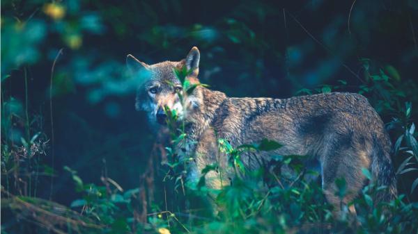 Scientists explain the great paradox of Chernobyl: today it is home to more wildlife than before the accident - Radiation continues to leave its mark on Chernobyl's fauna
