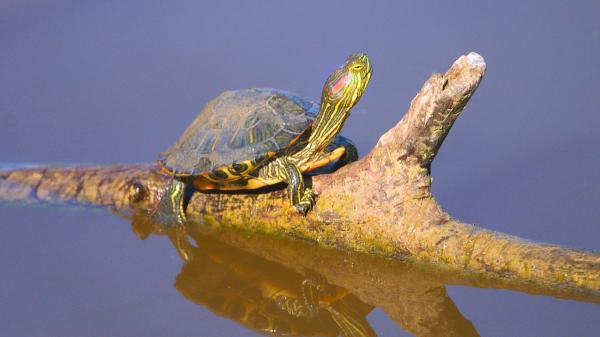 Thousands of people had it as a pet and today it is one of the most worrying invasive species in Spain - This is how it endangers the galapagos and Spanish aquatic ecosystems.