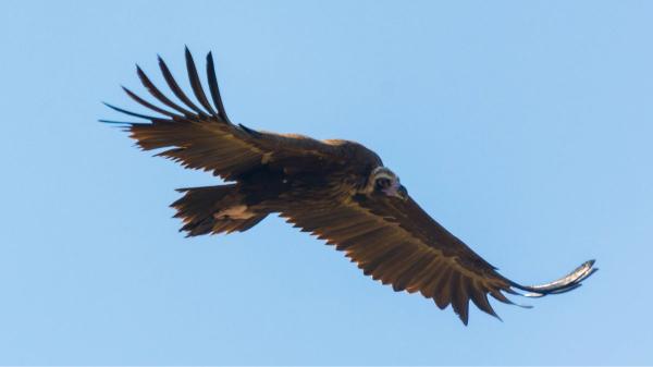 The vultures fly over the sky of Los Tiemblos after the fire: what does this scene reveal about the fauna of the Iruelas Valley - “The animals have not drunk water for days”: the effect of the fire that is almost invisible