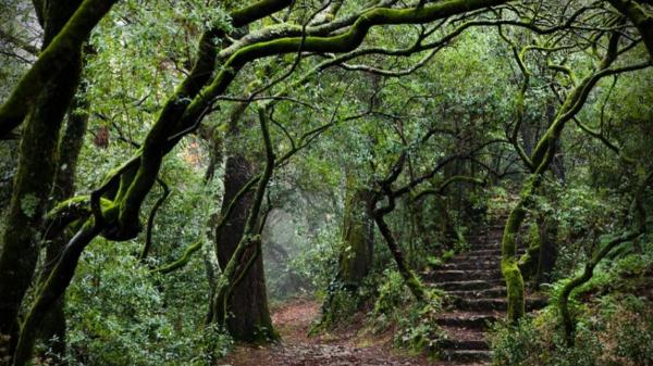 The first therapeutic forest on the Iberian Peninsula is in Portugal: what makes it so special - La Mata Nacional de Buçaco, a forest with centuries of history