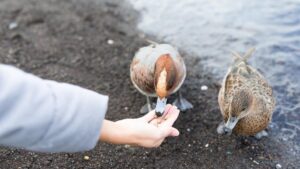 Felipe Morales, biologist: “Giving bread to the ducks seems like a good gesture, but it ends up harming them”