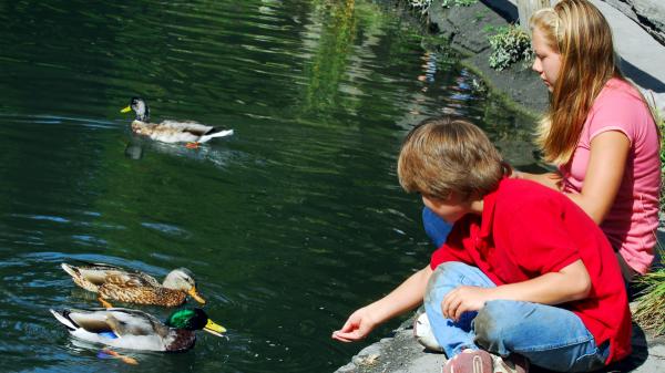 Felipe Morales, biologist: “Giving bread to ducks seems like a good gesture, but it ends up harming them” - The problem with bread is not that it gives them energy: it is what they stop eating