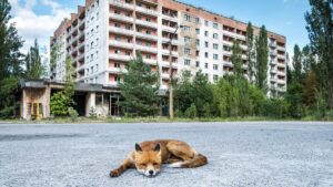 Scientists explain the great paradox of Chernobyl: today it houses more wildlife than before the accident