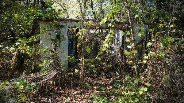 Scientists explain the great paradox of Chernobyl: today it is home to more wildlife than before the accident - Scientists believe that this was the real reason for Chernobyl's recovery
