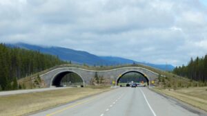 The US teaches Spain a lesson: Arizona builds 27 wildlife crossings and reduces accidents with animals on the road by 90%
