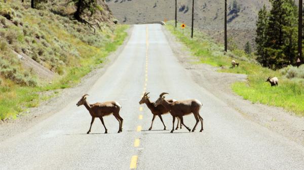 The US gives a lesson to Spain: Arizona builds 27 wildlife crossings and reduces accidents with animals on the road by 90% - Spain registers about 36,000 accidents a year related to animals