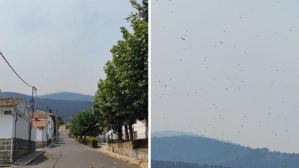 The vultures fly over the sky of Los Tiemblos after the fire: what does this scene reveal about the fauna of the Iruelas Valley - Why do so many vultures fly over the fire area?