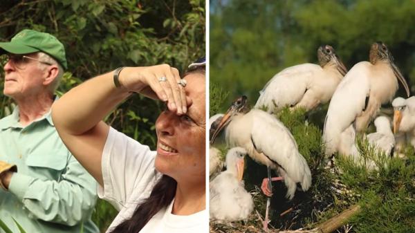They bought an 18-hectare swamp to avoid real estate development and 19 years later it is a wildlife refuge with 275 storks and other species - How the couple legally protected the land so that no one can change its future