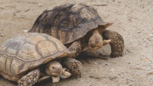 They failed planting trees in the Sahara, but 500 turtles achieved what seemed impossible five years later