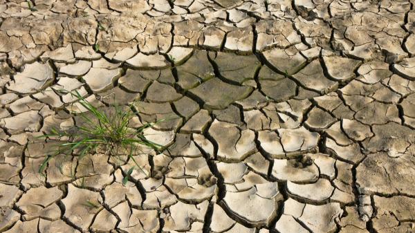 They failed to plant trees in the Sahara, but 500 turtles achieved what seemed impossible five years later - Why many reforestation projects failed in the Sahara and the Sahel