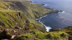 They introduced five cats to an island to end a plague of mice and unleashed an ecological catastrophe