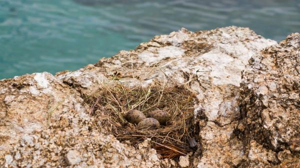They introduced five cats to an island to eliminate a plague of mice and unleashed an ecological catastrophe - Eliminating the cats did not solve the problem: the mice became even more dangerous