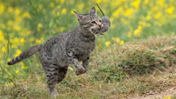 They introduced five cats to an island to end a plague of mice and unleashed an ecological catastrophe - Why a small mistake can destroy an entire island ecosystem